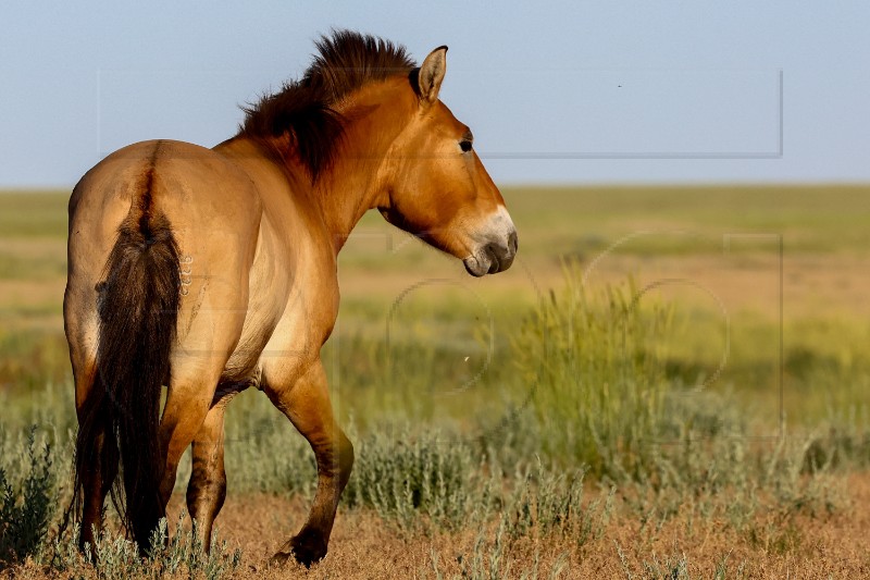 EU PHOTO SET KAZAKHSTAN ANIMALS