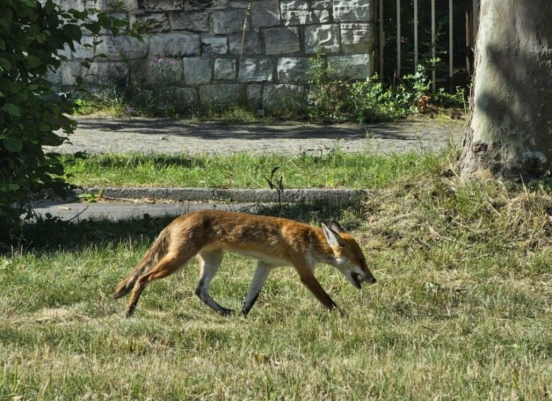 I lisice žele na utakmicu "Vatrenih" i "Furije"