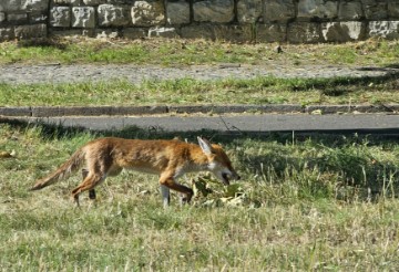 I lisice žele na utakmicu "Vatrenih" i "Furije"