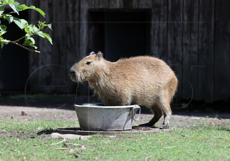 POLAND ANIMALS