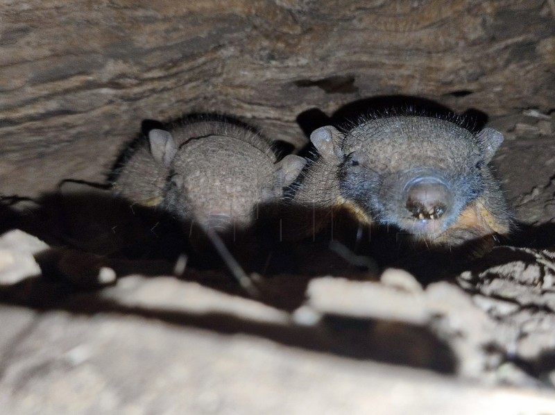 U zagrebačkom ZOO-u prvi put na svijet došli veliki dlakavi pasanci