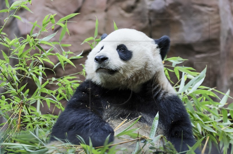 USA SAN DIEGO ZOO GIANT PANDAS