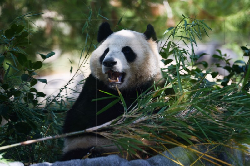 USA SAN DIEGO ZOO GIANT PANDAS