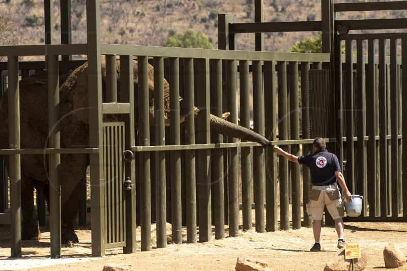 SOUTH AFRICA ZOO ELEPHANT RELOCATION 