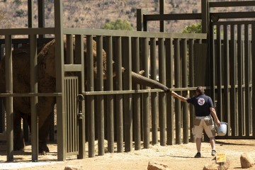 SOUTH AFRICA ZOO ELEPHANT RELOCATION 