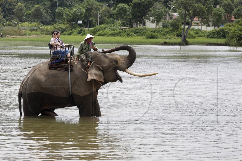 MULTIMEDIA SET VIETNAM ELEPHANTS