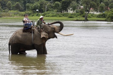 MULTIMEDIA SET VIETNAM ELEPHANTS