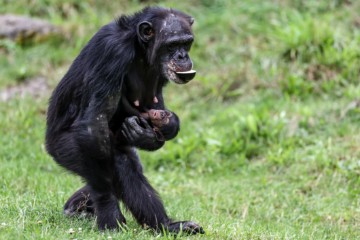 GERMANY ZOO ANIMALS