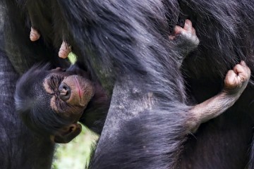 GERMANY ZOO ANIMALS