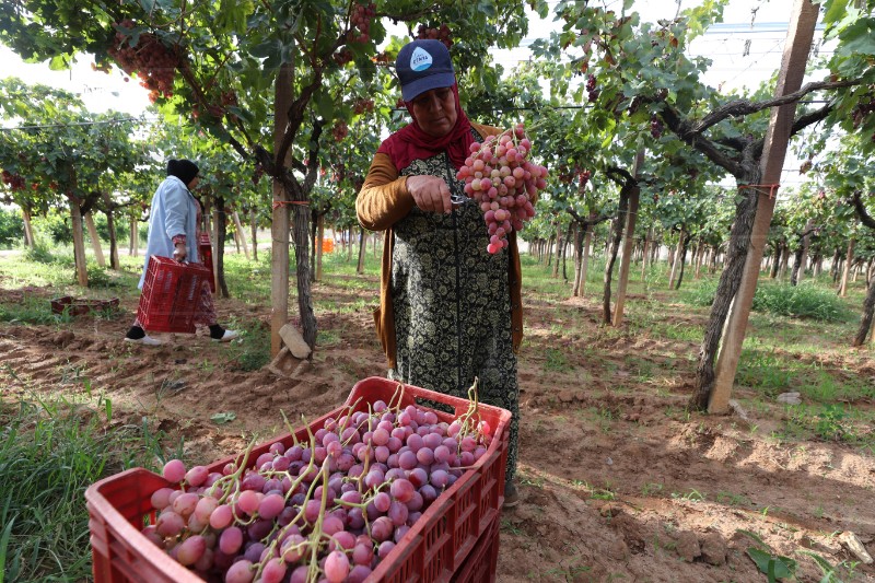 TUNISIA AGRICULTURE GRAPE HARVEST