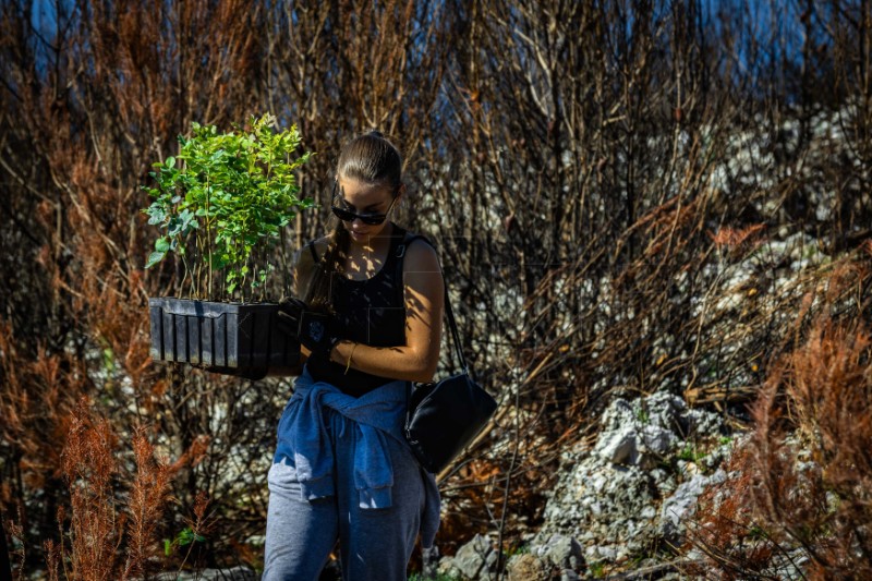 Pošumljavanje požarom opustošene šume u Parku prirode Biokovo