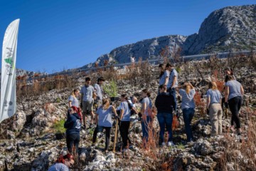 Pošumljavanje požarom opustošene šume u Parku prirode Biokovo