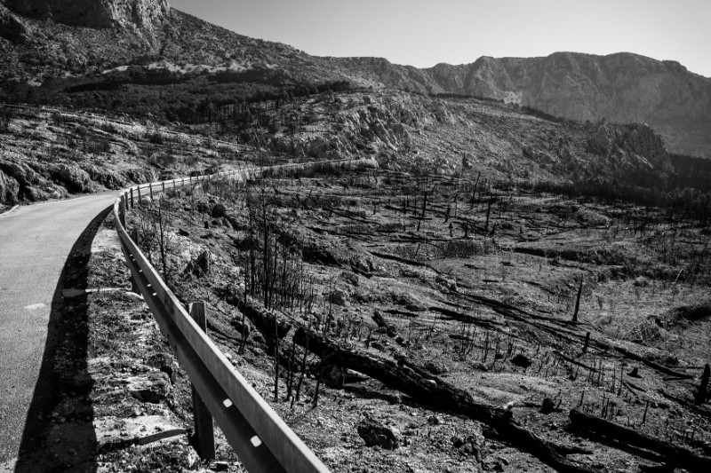 Pošumljavanje požarom opustošene šume u Parku prirode Biokovo