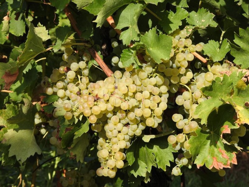 Ovogodišnja kvaliteta grožđa idealna za ekološka vina