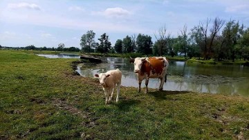 Hrvatske vode pozvale stočare da povuku stoku iz retencija