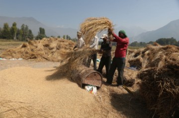 INDIA KASHMIR RICE HARVEST