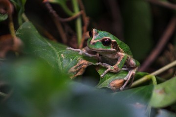 ECUADOR FROGS