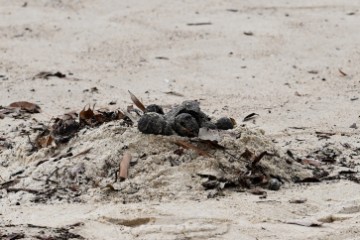 AUSTRALIA BLACK DEBRIS COOGEE BEACH CLOSURE