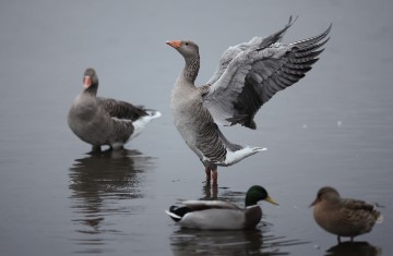 BRITAIN GOOSE MIGRATION