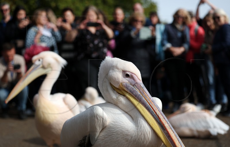 BRITAIN LONDON PELICANS