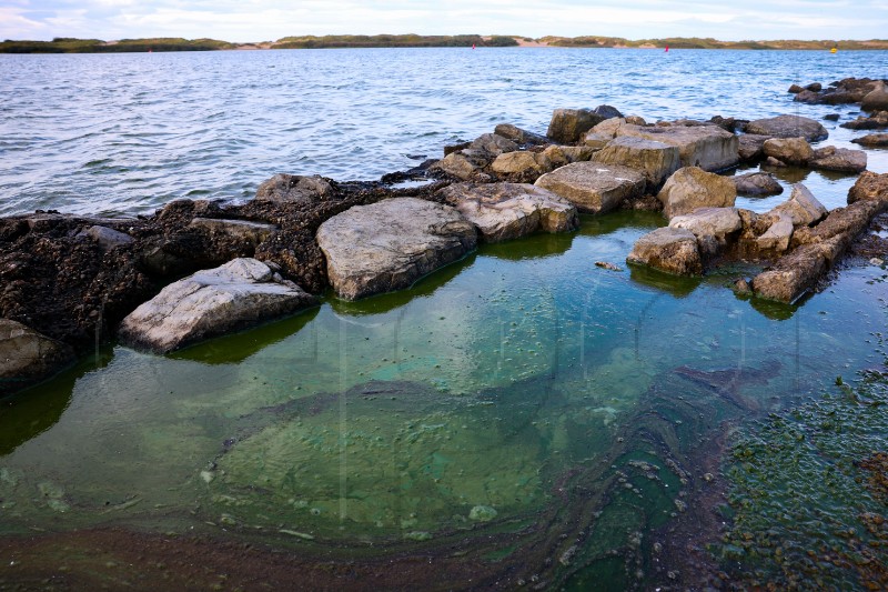 BRITAIN BLUE GREEN ALGAE