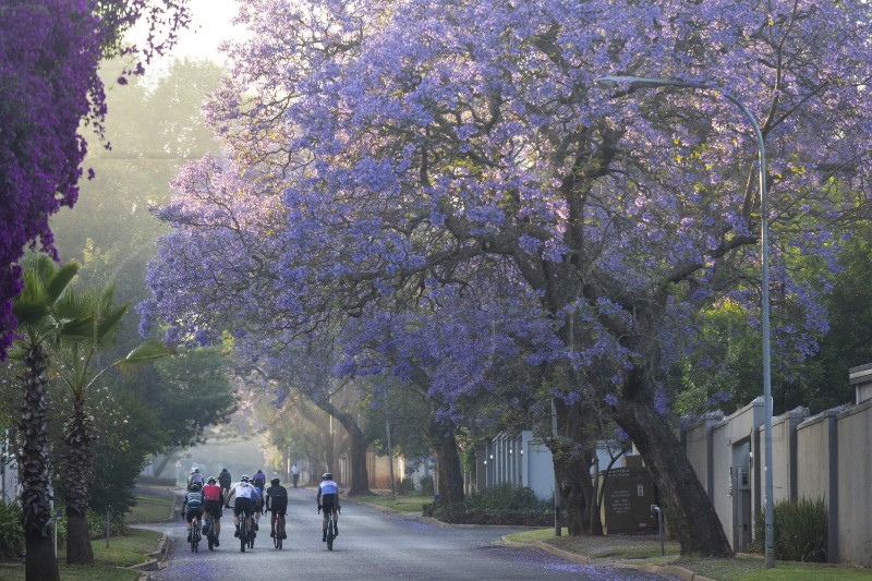 SOUTH AFRICA NATURE JACARANDA TREES 