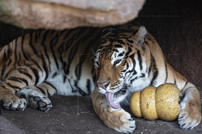 GUATEMALA ANIMALS