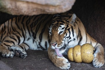 GUATEMALA ANIMALS