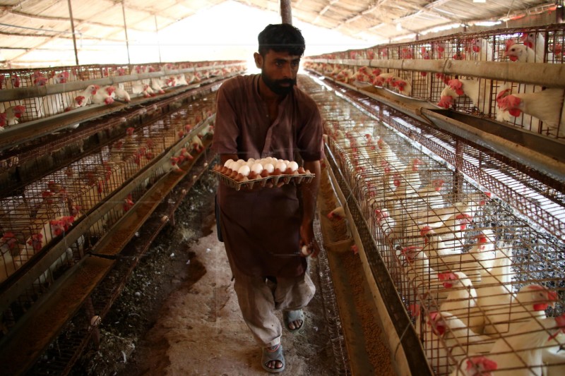 PAKISTAN POULTRY INDUSTRY