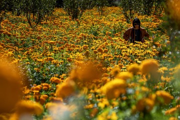 MEXICO DAY OF THE DEAD