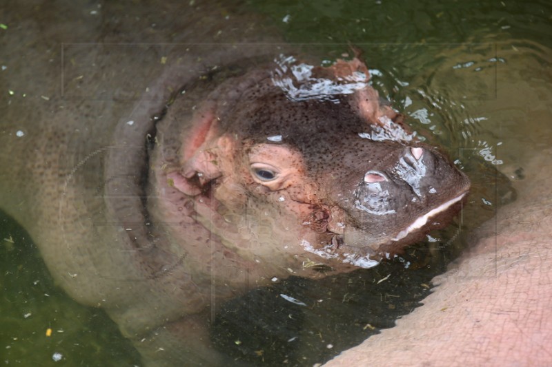 VIETNAM ANIMALS HIPPOPOTAMUS