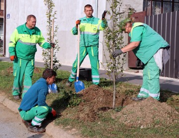 Poticanja održivog razvoja turizma u Đakovu, posađene sadnice graba