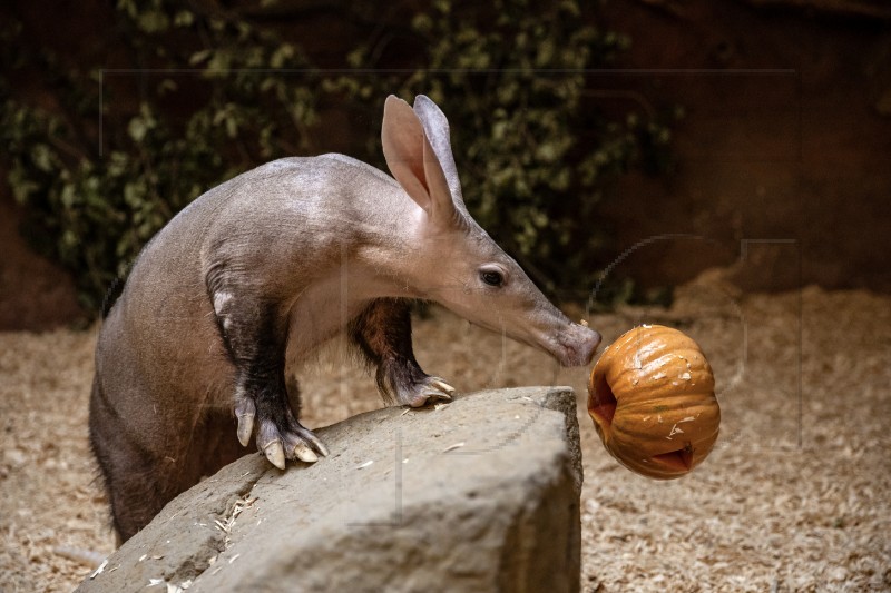 CZECH REPUBLIC ANIMALS