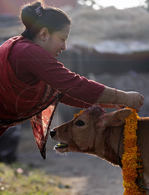 NEPAL COW WORSHIP DAY