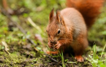 GERMANY ANIMALS