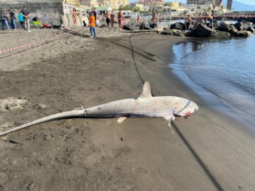 ITALY ANIMALS SHARKS