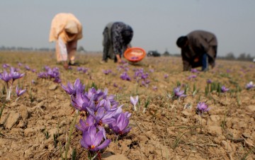 INDIA KASHMIR AGRICULTURE