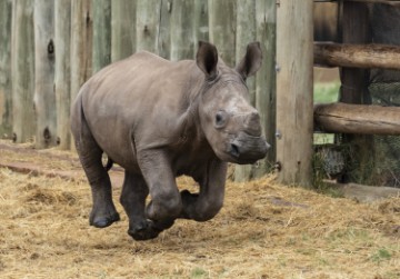 SOUTH AFRICA ORPHANED RHINO CALVES