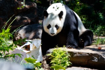 AUSTRALIA ANIMALS ADELAIDE ZOO 