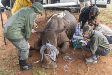 SOUTH AFRICA ANIMALS