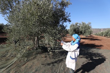 TUNISIA AGRICULTURE