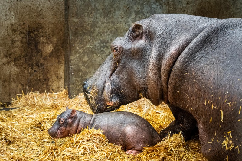 NETHERLANDS ANIMALS