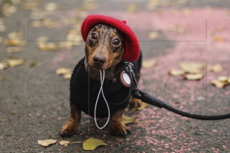 FRANCE DACHSHUND DOGS