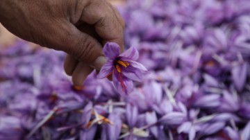 AFGHANISTAN SAFFRON 