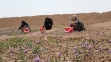 AFGHANISTAN SAFFRON 