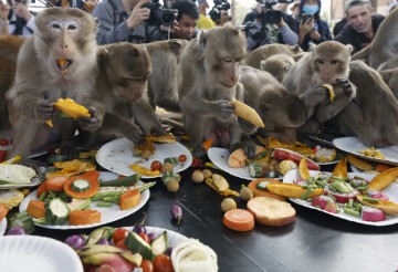 THAILAND MONKEY BANQUET FESTIVAL