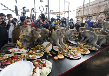 THAILAND MONKEY BANQUET FESTIVAL