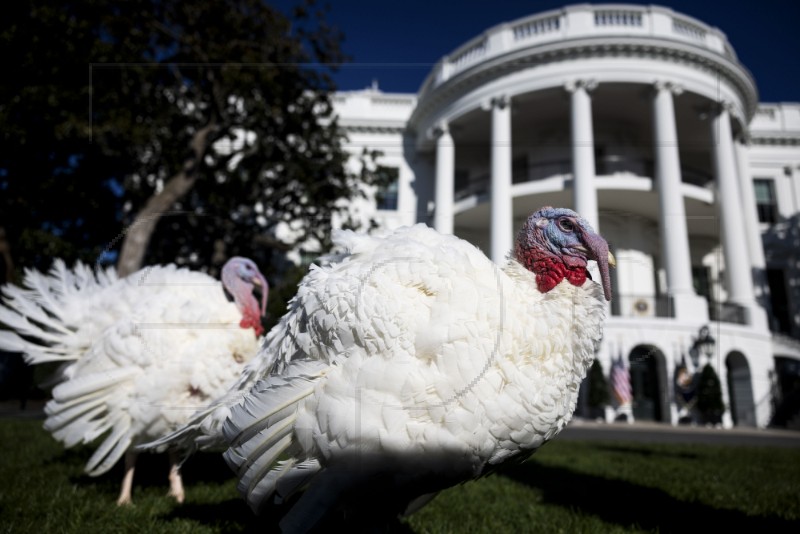 USA THANKSGIVING TURKEY PARDON