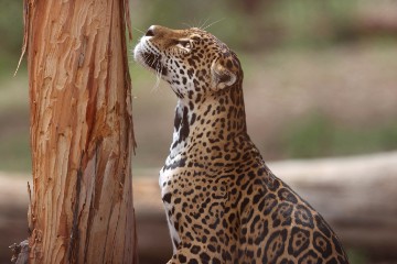 BOLIVIA ANIMALS