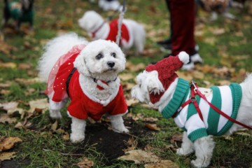 BRITAIN CHRISTMAS PETS